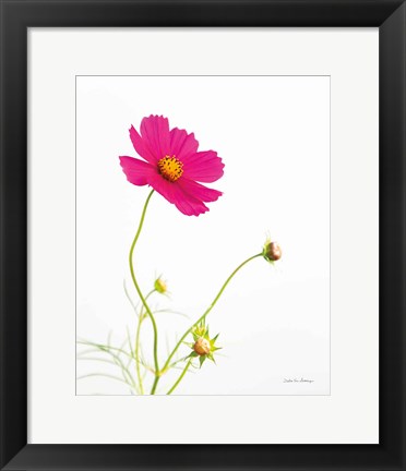 Framed Magenta Cosmos I Print