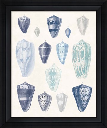 Framed Blue Shell Assortment I Print