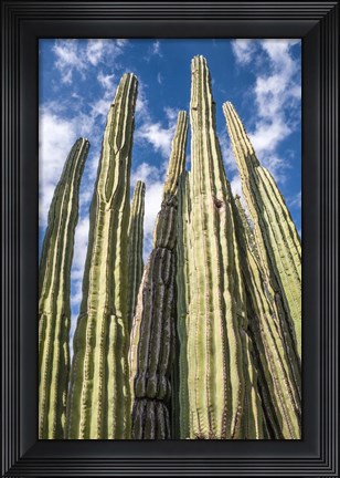 Framed Tall Garden of Cactus Print
