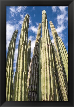 Framed Tall Garden of Cactus Print