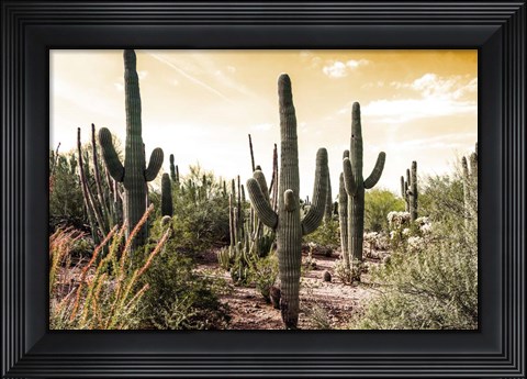 Framed Cactus Field Under Golden Skies Print