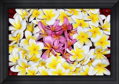 Framed Floating Petals Print