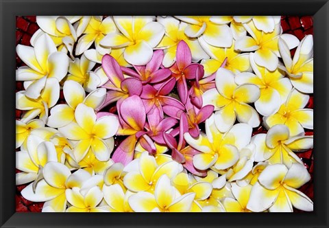 Framed Floating Petals Print