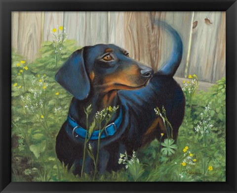 Framed Dachshund Print