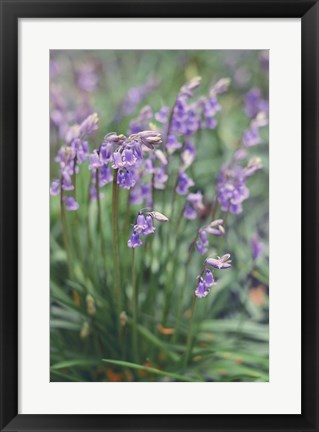 Framed Spring Flowers Print
