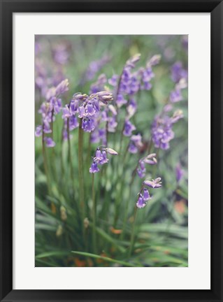 Framed Spring Flowers Print