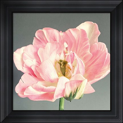 Framed Pink Bloom Print