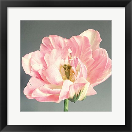 Framed Pink Bloom Print