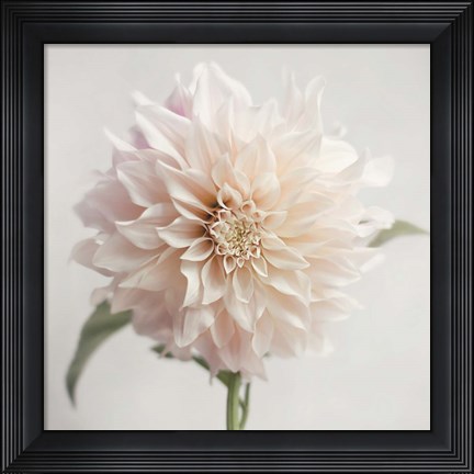 Framed White Bloom From The Garden Print