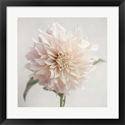 Framed White Bloom From The Garden Print