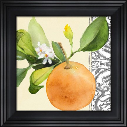 Framed Orange Blossoms II Print