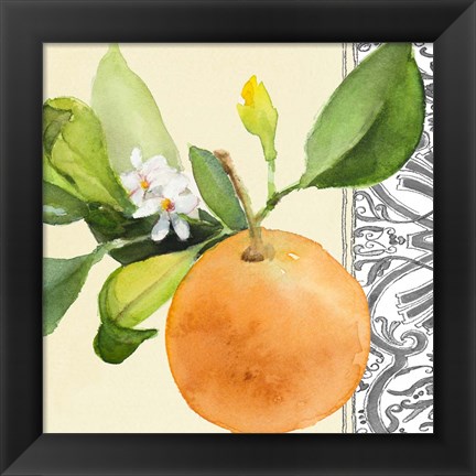 Framed Orange Blossoms II Print