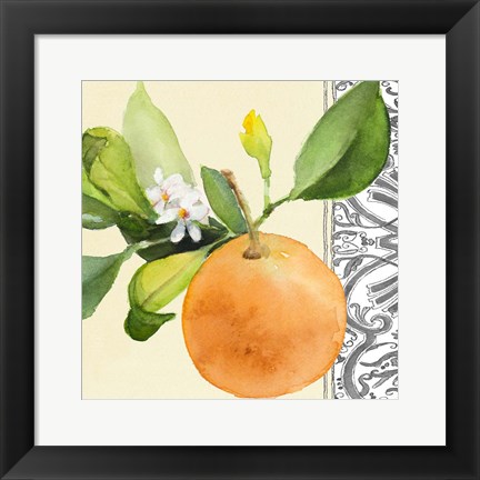 Framed Orange Blossoms II Print