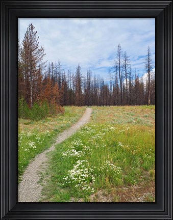 Framed Nature Path Print