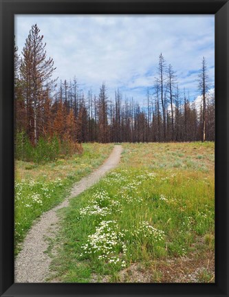 Framed Nature Path Print