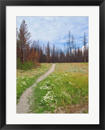 Framed Nature Path Print