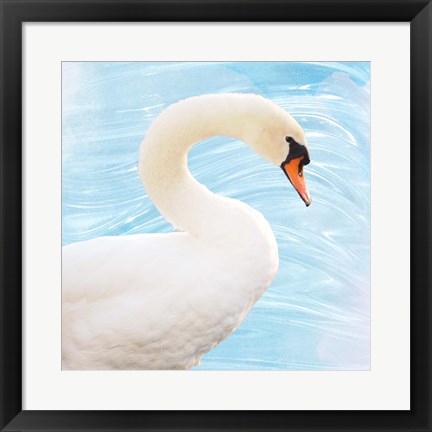 Framed White Swan Print