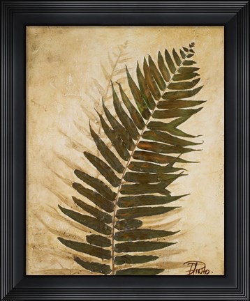 Framed Ferns II Print
