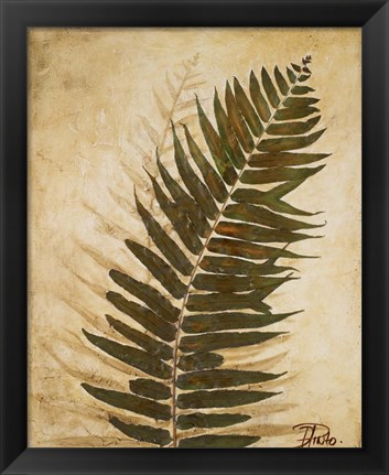 Framed Ferns II Print