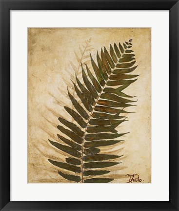 Framed Ferns II Print