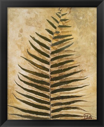 Framed Ferns III Print