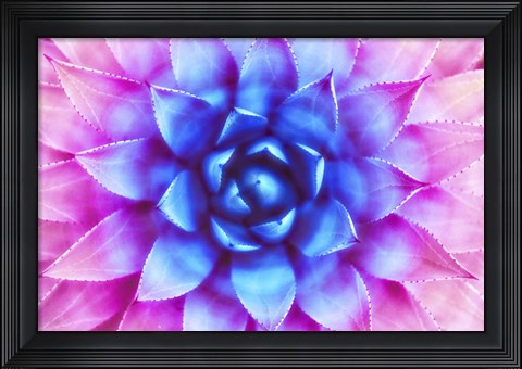 Framed Agave Sunset Print