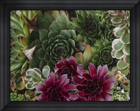 Framed Succulent Garden Print