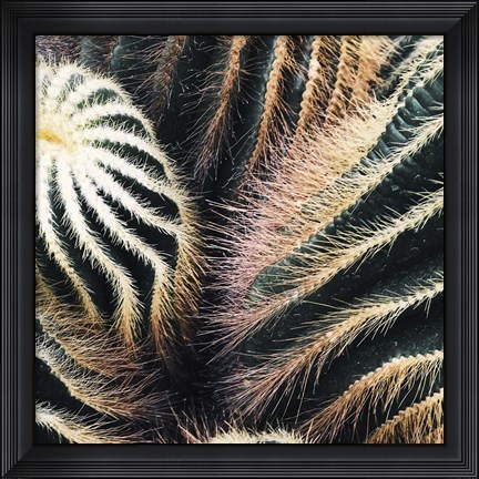 Framed Cactus Print