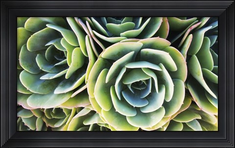 Framed Succulent Rose Print