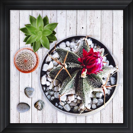 Framed Two Succulents and A Cactus Print
