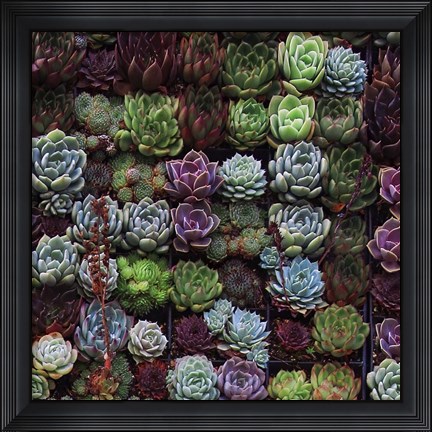 Framed Gathering Of Succulents 1 Print