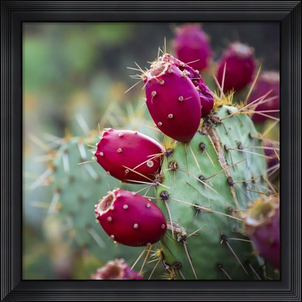 Framed Prickly Pear Cactus Print