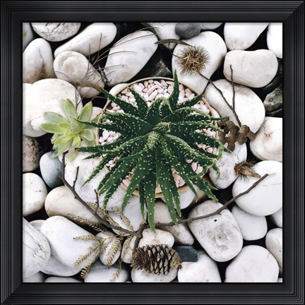 Framed Succulent Summer Print