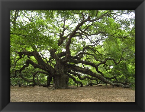 Framed Angel Oak Tree Print