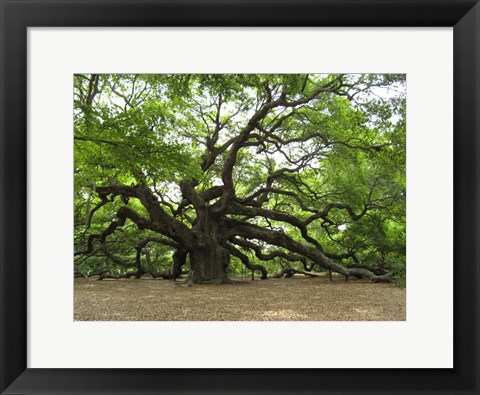 Framed Angel Oak Tree Print