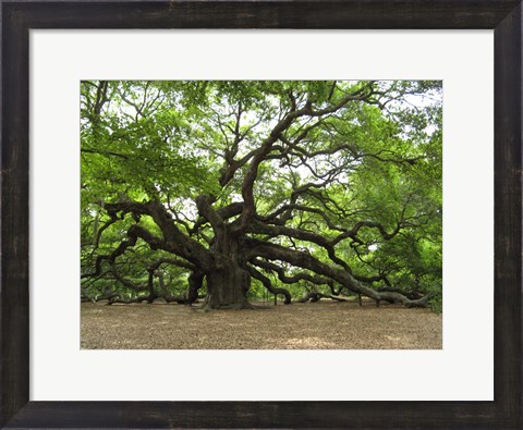 Framed Angel Oak Tree Print
