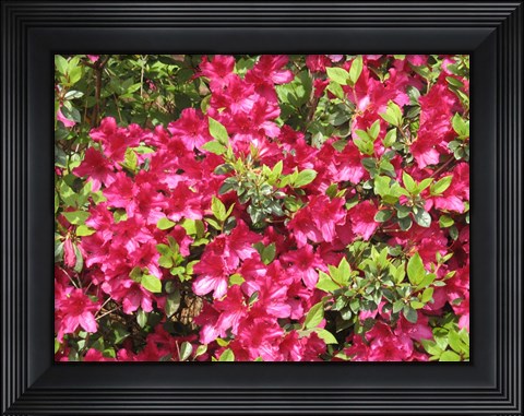 Framed Nature&#39;s Finest Print