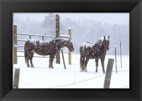 Framed Snowy Corral Print