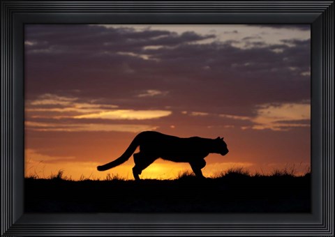 Framed Sunset Cougar Print