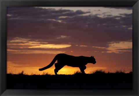 Framed Sunset Cougar Print