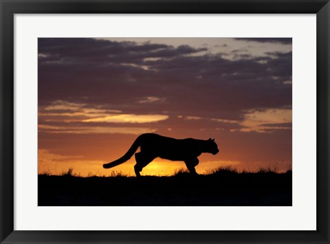 Framed Sunset Cougar Print