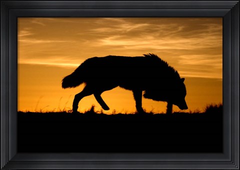 Framed Sunset Wolf Print