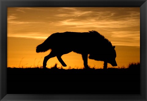 Framed Sunset Wolf Print