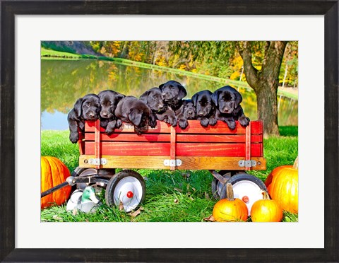 Framed 8 Lab Puppies Print