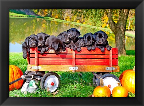 Framed 8 Lab Puppies Print