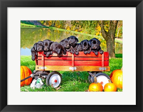 Framed 8 Lab Puppies Print