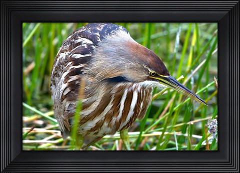 Framed American Bittern Print