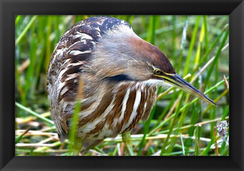 Framed American Bittern Print