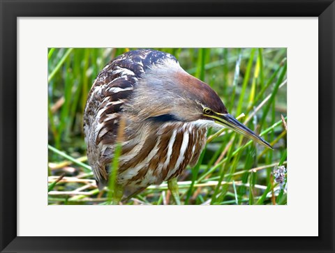 Framed American Bittern Print