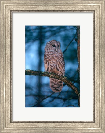Framed Barred Owl Print